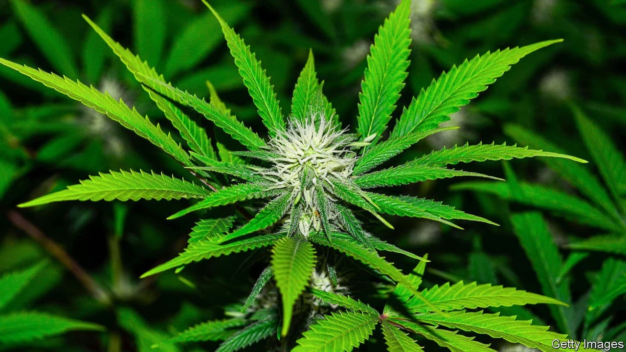 Tanaman ganja (FOTO: www.economist.com)