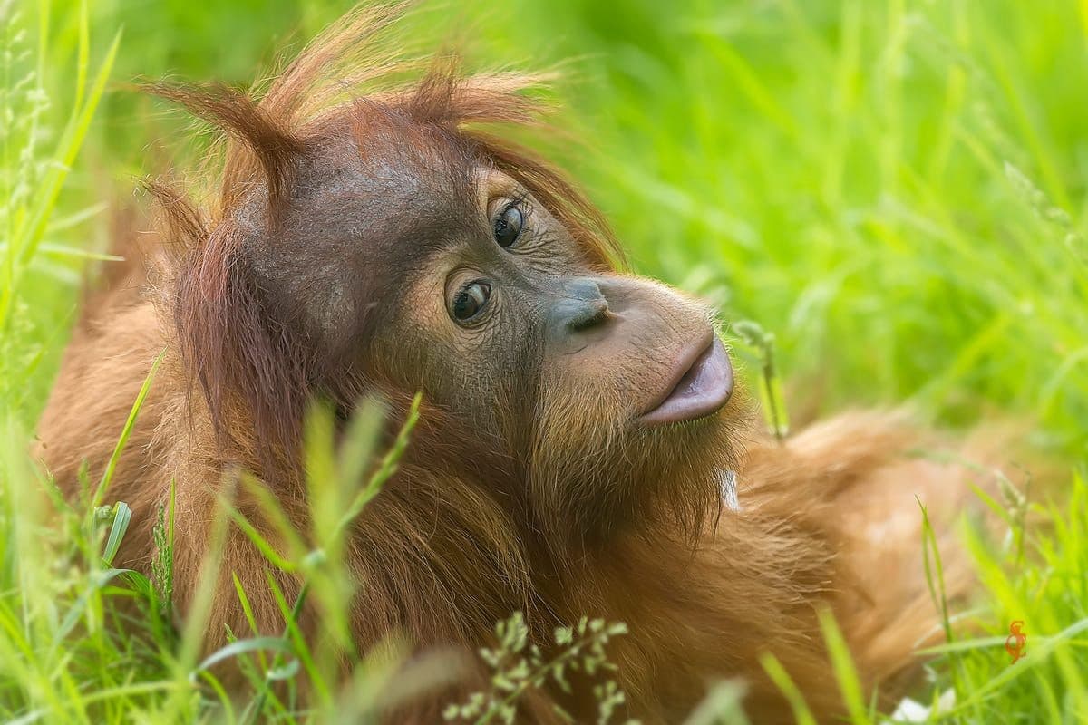 Orangutan (Foto: Istimewa)
