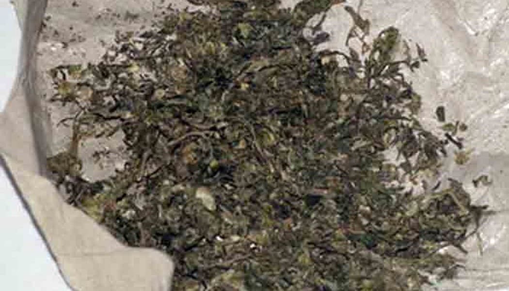 Ganja (Foto:Istimewa)