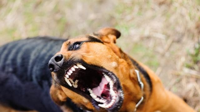 Keganasan Anjing (Foto:Istimewa)