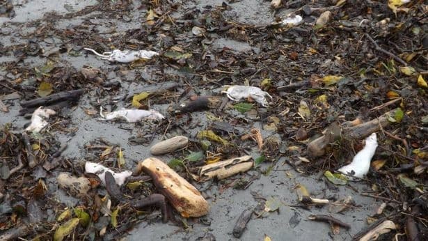 Ratusan tikus terdampar di pantai di Selandia Baru (foto:Mirorr)