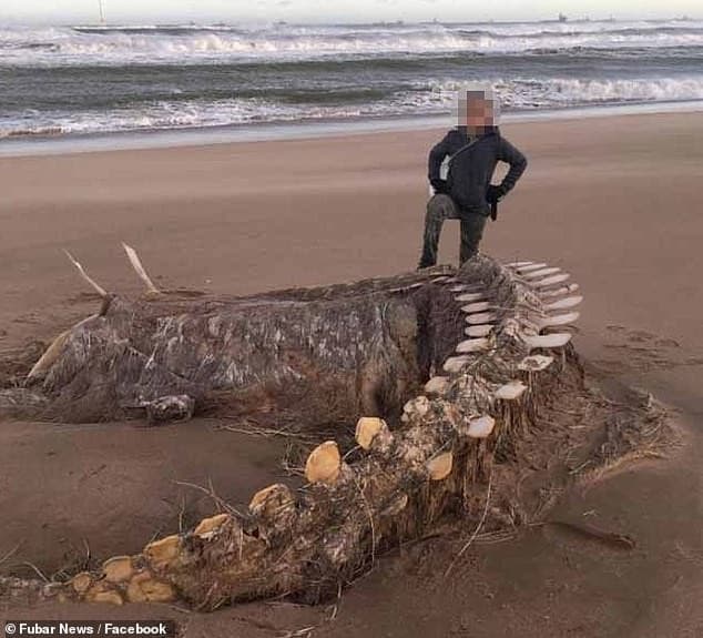 Kerangka misterius di Pantai Aberdeenshire, Skotlandia (Foto:Istimewa)