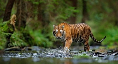 Ilustrasi Harimau Sumatera  (Foto: Istimewa)