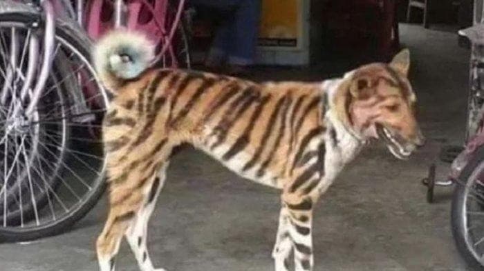 Petani ini cat anjingnya menyerupai macan untuk mengusir monyet yang ganggu sawahnya. (Foto: Istimewa)