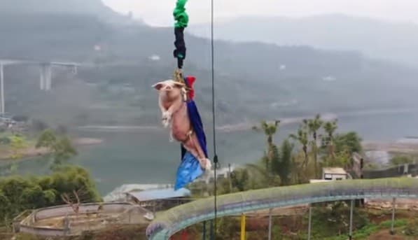 Seekor Babi di Cina Dijadikan Objek Bungee Jumping (Foto: Istimewa)