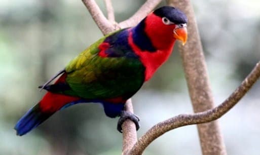 Burung Kasturi Kepala Hitam