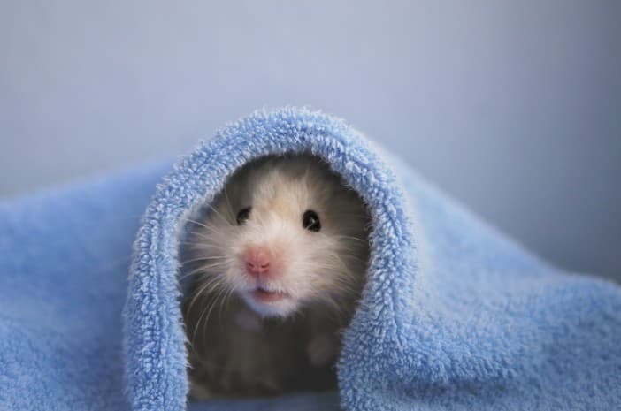 Hamster (Foto:Istimewa)