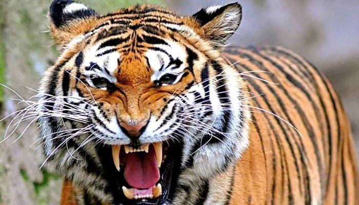 Harimau Sumatera (Foto:Istimewa)