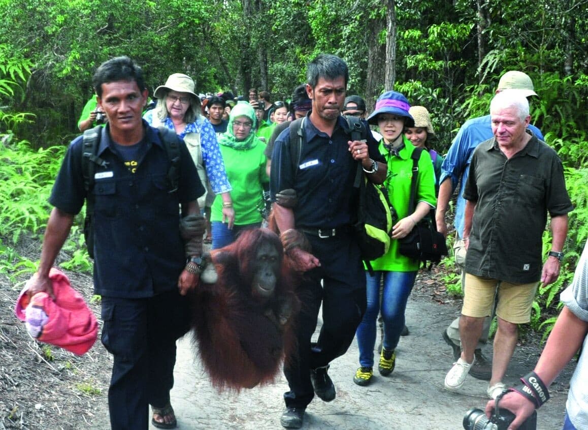 Orang Utan di Tanjung Puting (Foto:istimewa)