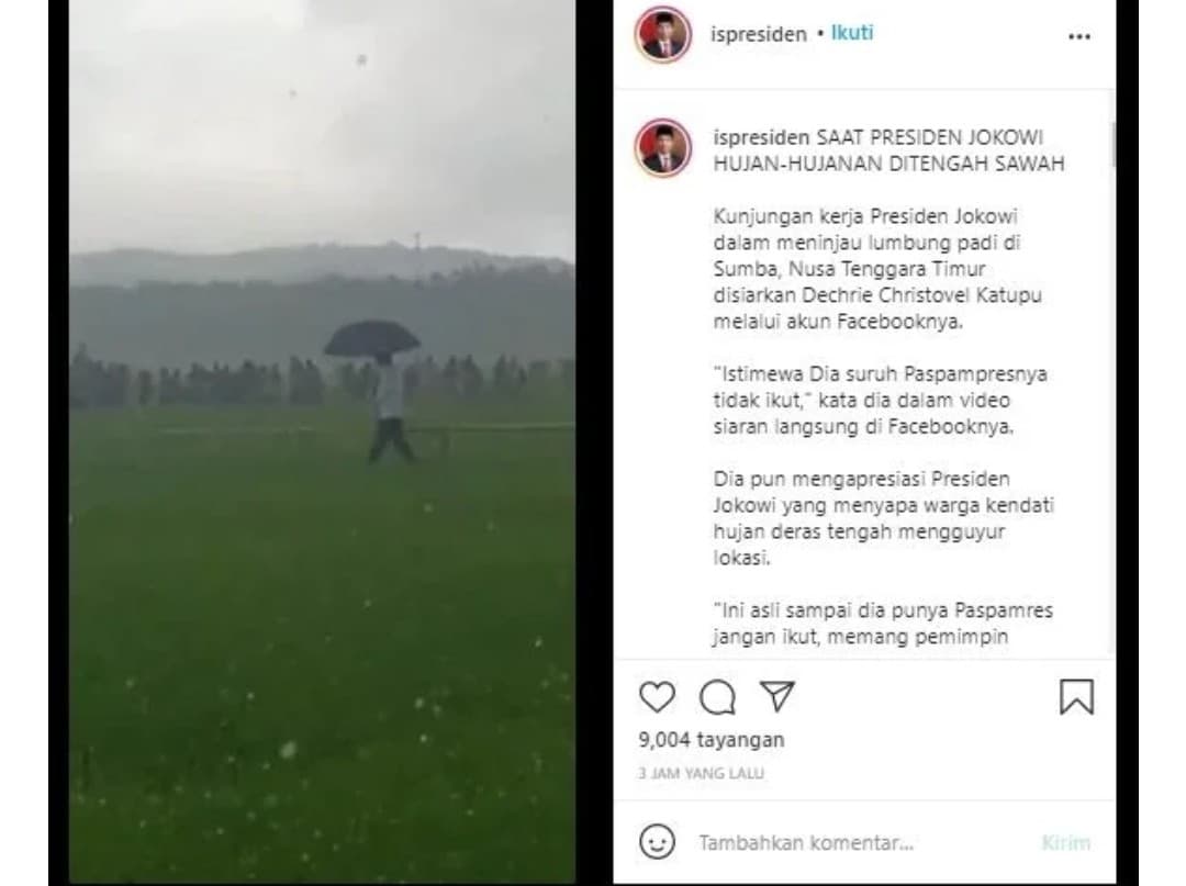 Viral Presiden Jokowi berjalan di tengah sawah (Foto: Istimewa) 