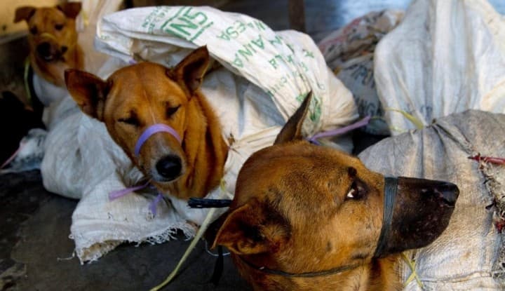 Ilustrasi anjing hendak disembelih. (Foto: Istimewa)