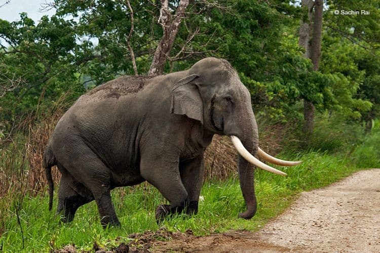 Gajah (Foto: Istimewa)