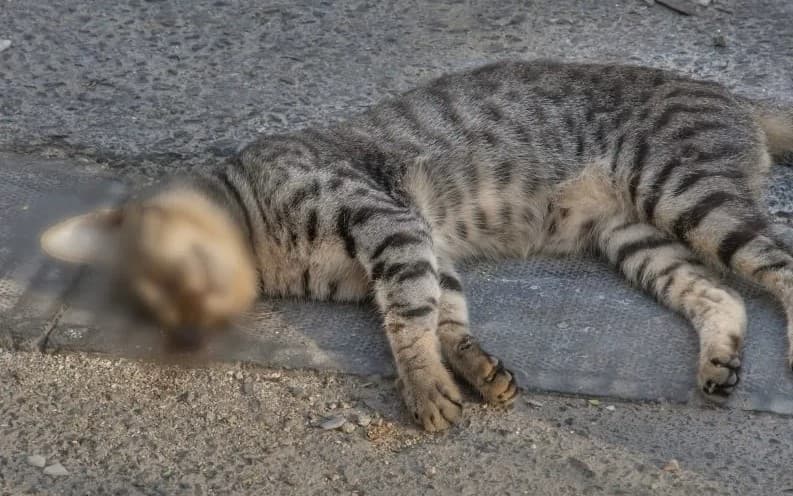 Ilustrasi kucing mati