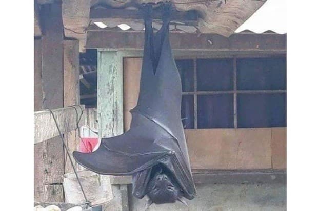 Heboh! Foto Kelelawar Seukuran Manusia Nongkrong di Rumah Warga