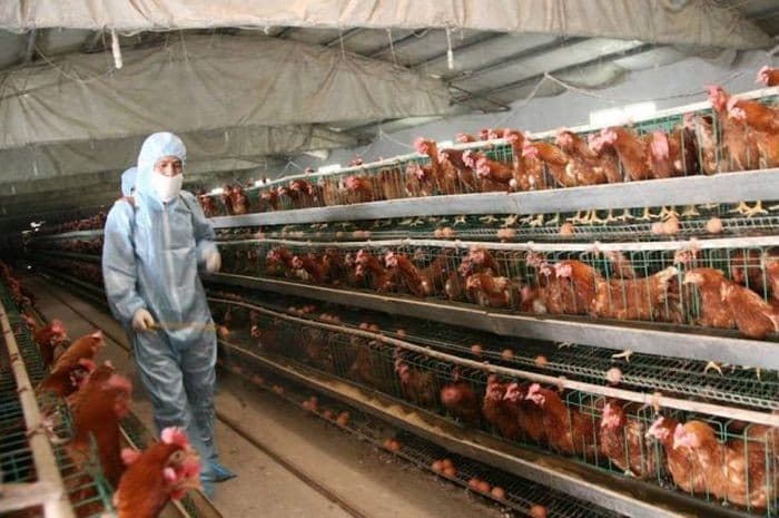 Ilustrasi peternakan telur ayam (Foto:Istimewa)
