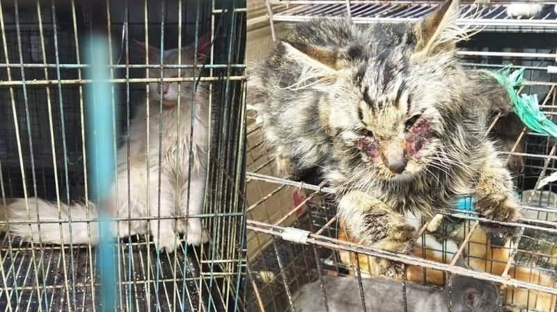Petisi selamatkan kucing tersiksa di Pasar Splendiid Malang. (Foto: Change.org) 