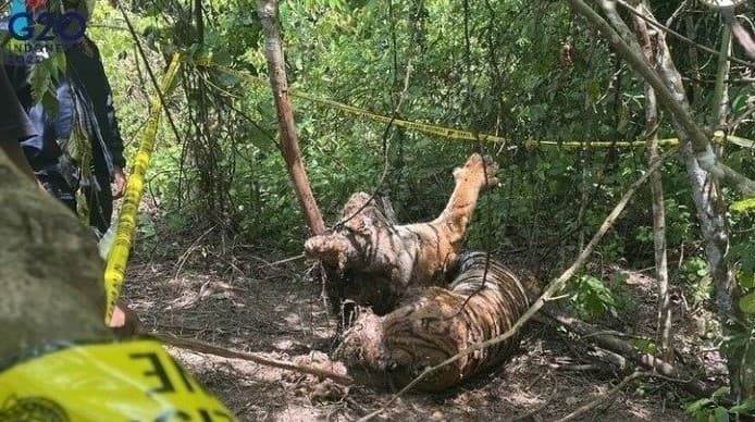 Petisi hentikan jual beli online bagian tubuh satwa dilindungi. 