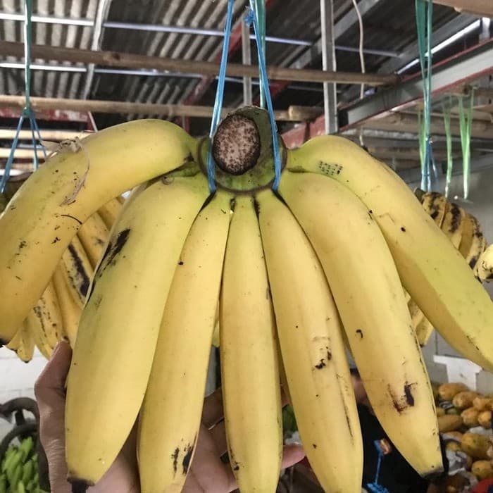 Ilustrasi pisang