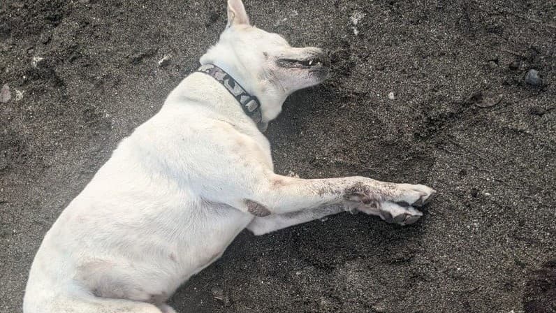 Puluhan anjing mati diracun di Canggu, Bali. 