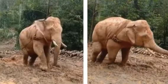 Gajah dipaksa menarik batang-batang pohon hasil penebangan liar. (Foto: Instagram)