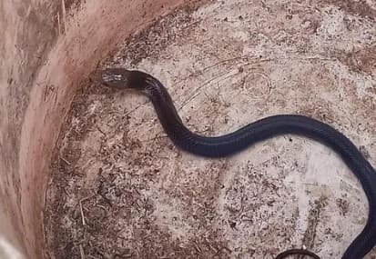 Penampakan Ular kobra di Citayam Bogor (Foto: Istimewa)