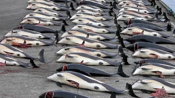 Perburuan Lumba-Lumba di Faroe Islands (Foto: Istimewa)
