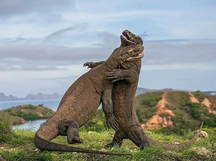Taman Nasional Komodo