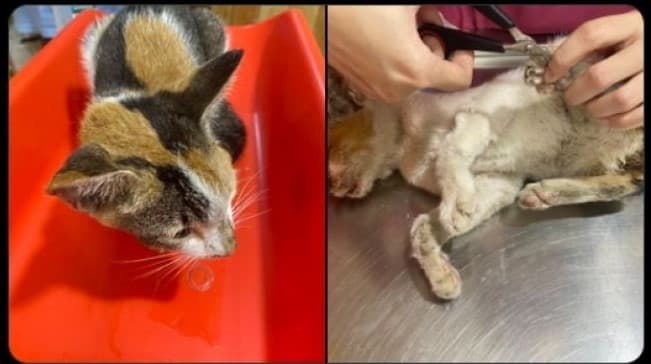 Viral kucing disiksa dan disodomi. (Foto: Twitter)