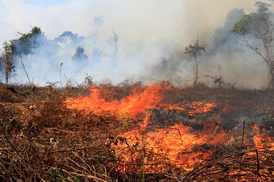 Ilustrasi pembakaran lahan (Foto:Istimewa)