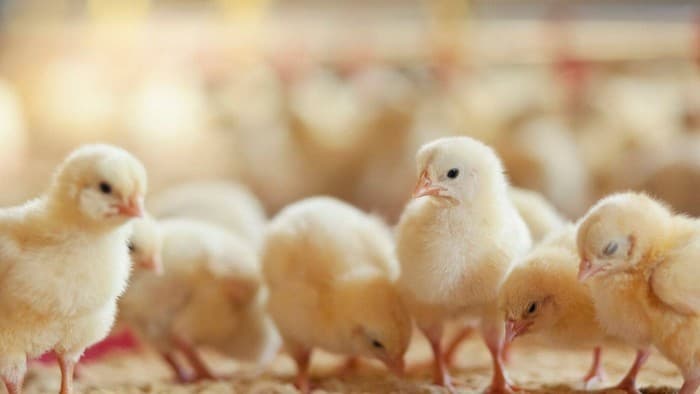 Sedih! Ratusan Ribu Anak Ayam Dikubur Hidup-hidup(Foto: Istimewa)