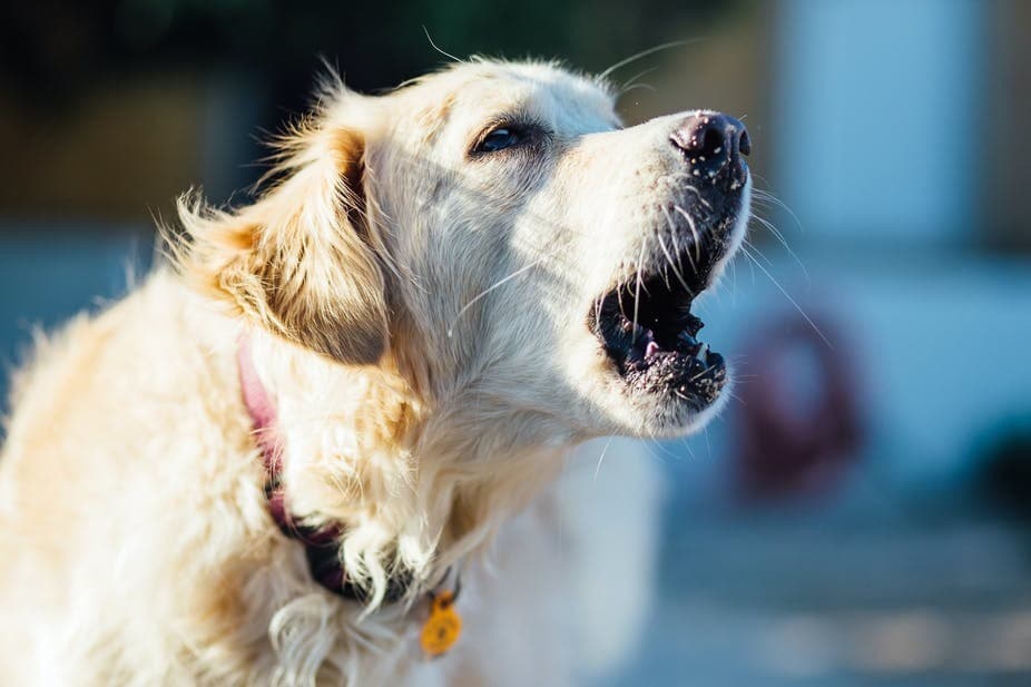Ilustrasi Anjing (Foto:Istimewa)