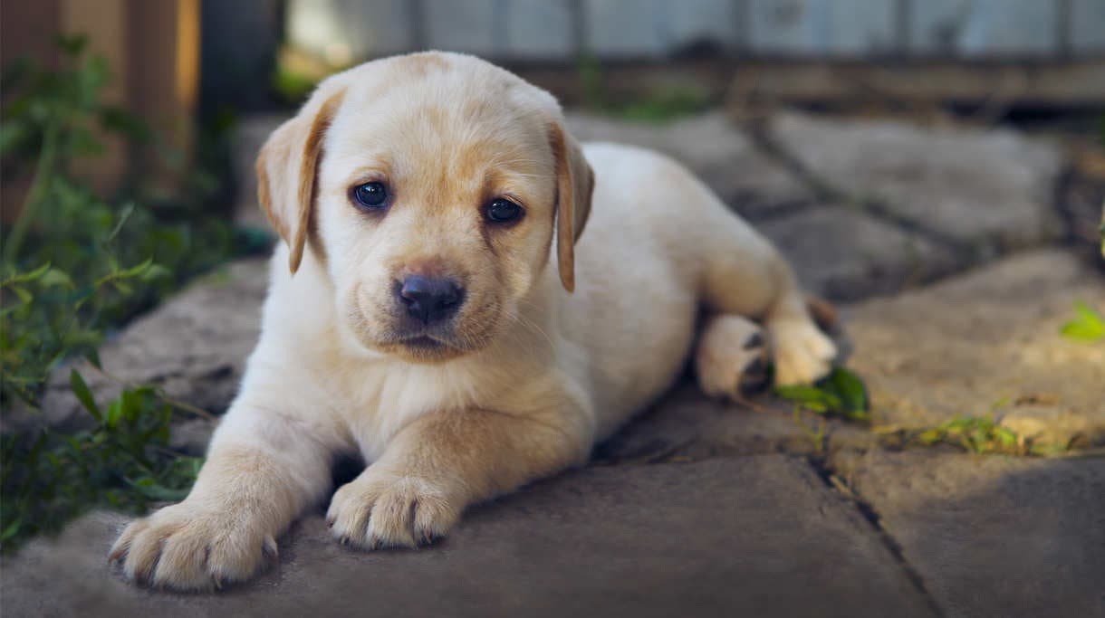 Ilustrasi Anjing (Foto:Istimewa)