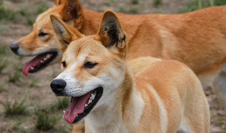 Ilustrasi anjing (Foto: Istimewa)