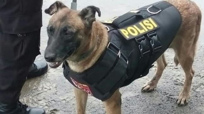 Anjing Pelacak (Foto:Istimewa)
