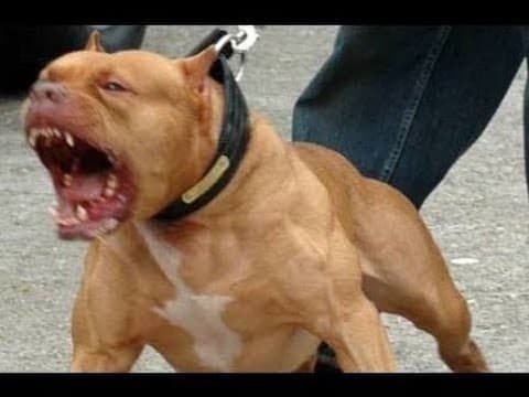  Anjing jenis pitbull (Foto:Istimewa)