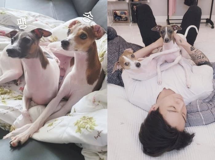 Dua anjing kesayangan Jungkook BTS. (Foto: Instagram)