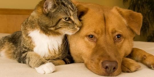 Ilustrasi perdagangan anjing dan kucing