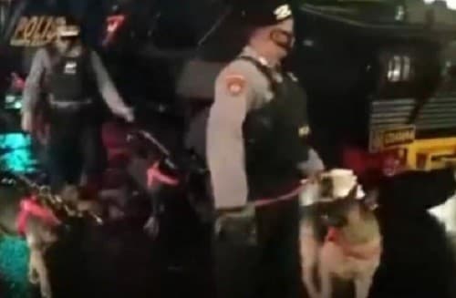 Ilustrasi Polisi Kerahkan Anjing Pelacak (Foto:Istimewa)