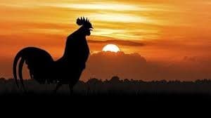 Ilustrasi ayam jago berkokok (Foto:Istimewa)