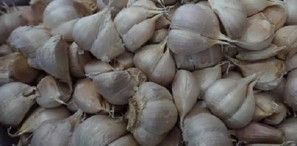 Bawang Putih (ilustrasi)