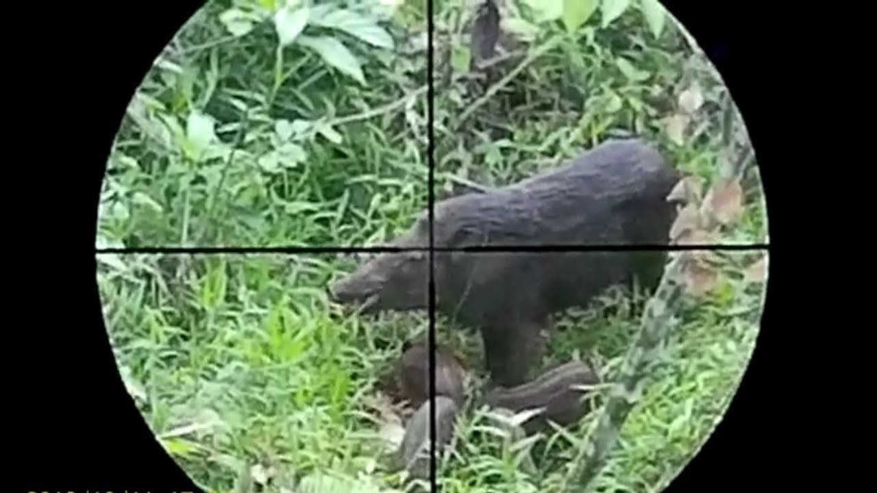 Berburu babi (Foto:You Tube)
