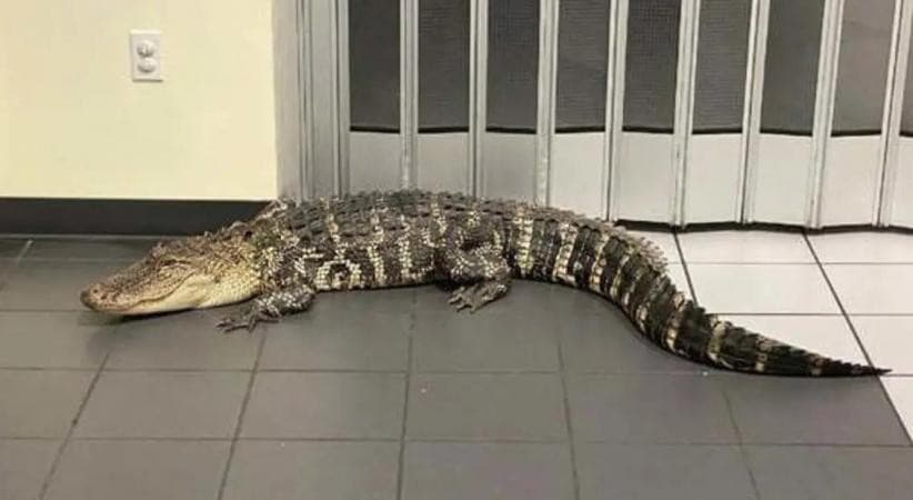 Buaya hilir mudik di teras kantor pos (Foto:istimewa)