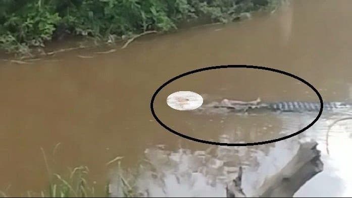 Buaya terkam warga di Kolaka Timur.