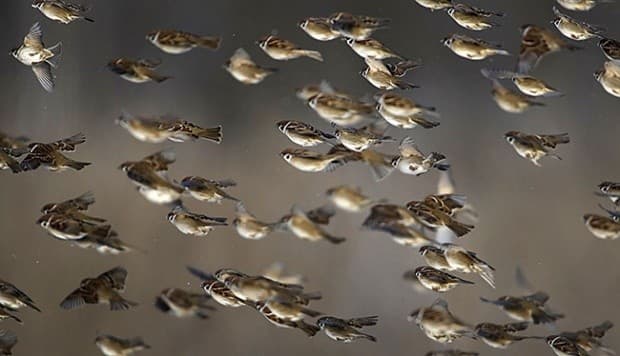 Ilustrasi burung pipit (Foto: Istimewa)