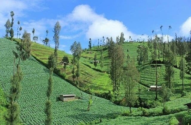 Desa Ngadas