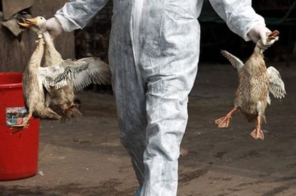 Unggas yang mati akibat wabah flu burung (istimewa)
