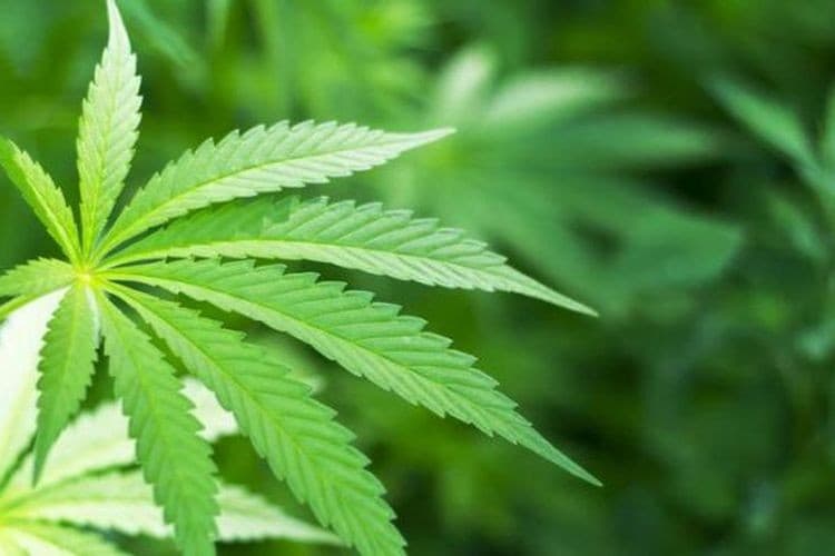 (Ganja: shutterstock)  