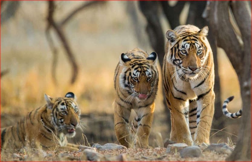 Foto: indiaspend.com