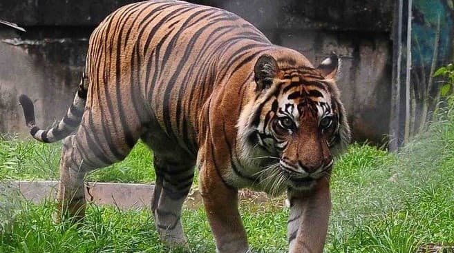 Ilustrasi harimau Sumatera
