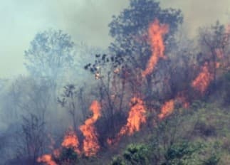  Hutan Nyalindung kebakar (Foto:Istimewa)